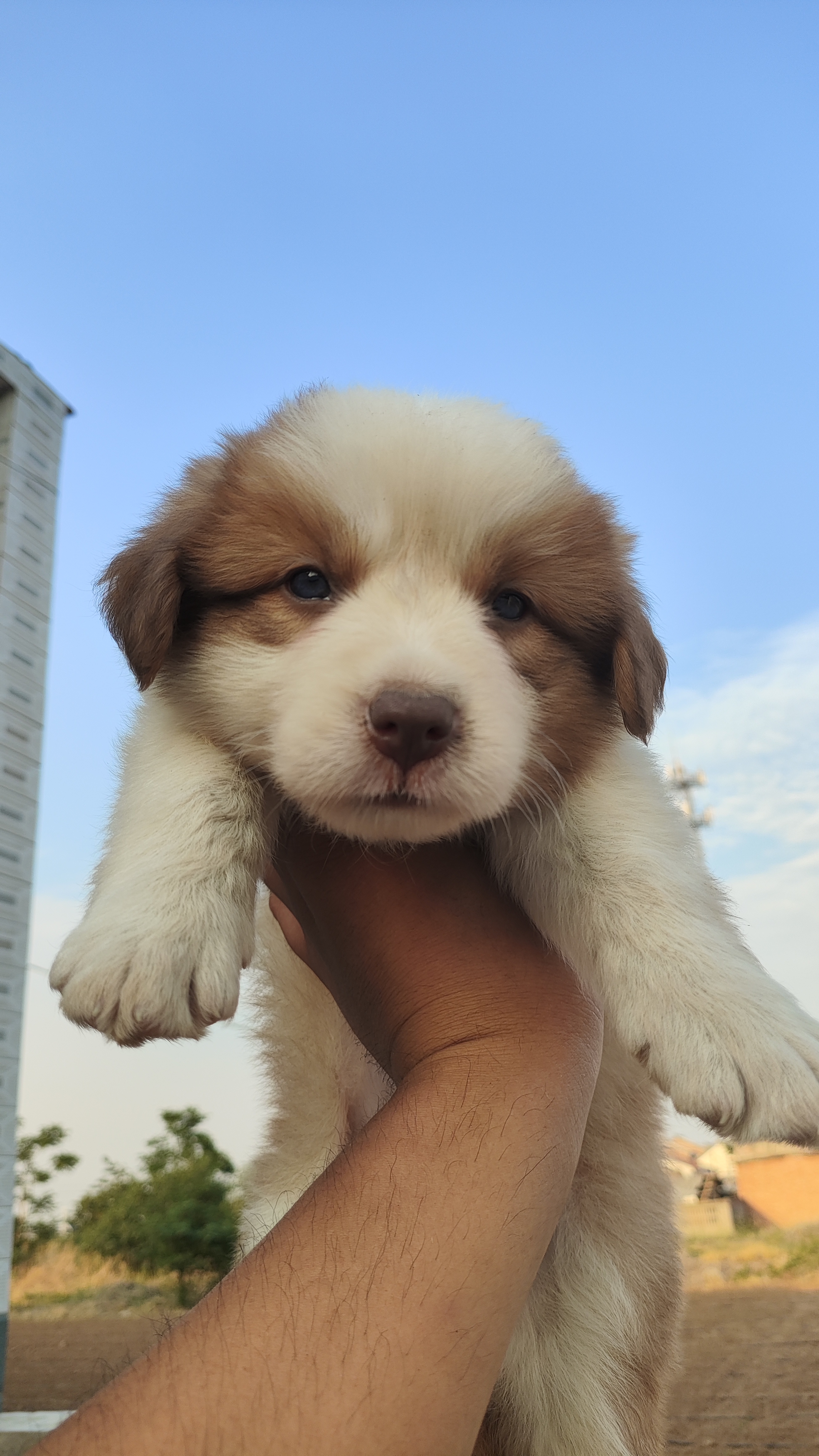 边境牧羊犬